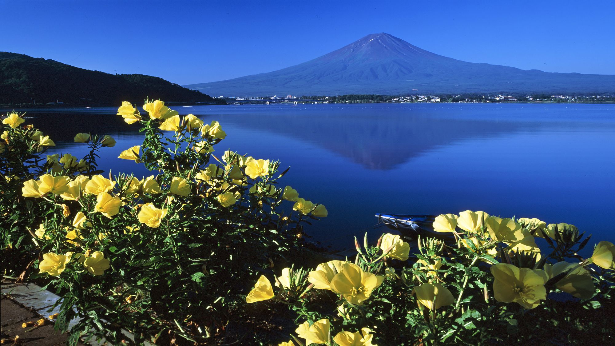 富士山と月見草＜秋＞（写真提供：富士河口湖観光課）