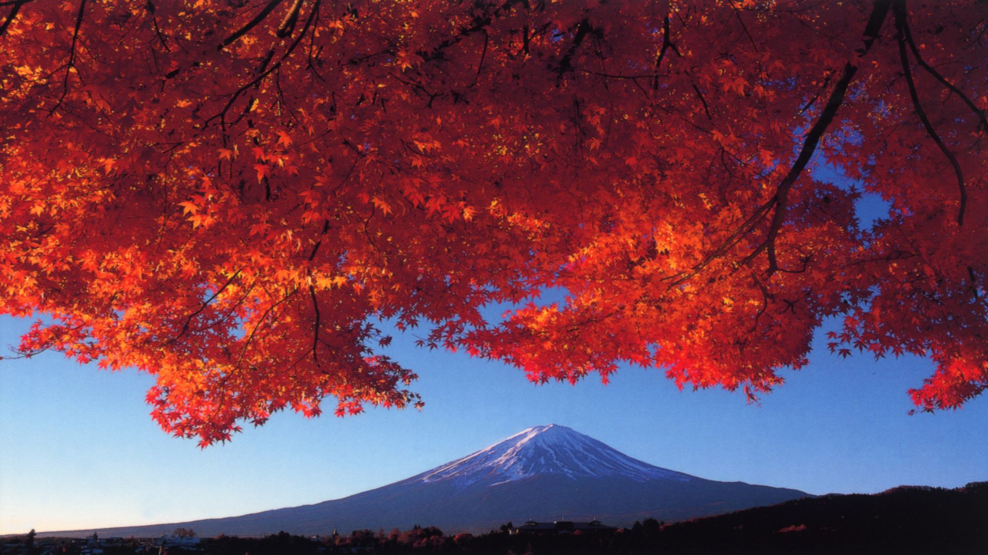 富士山と紅葉（河口湖畔もみじトンネル）＜秋＞（写真提供：富士河口湖観光課）