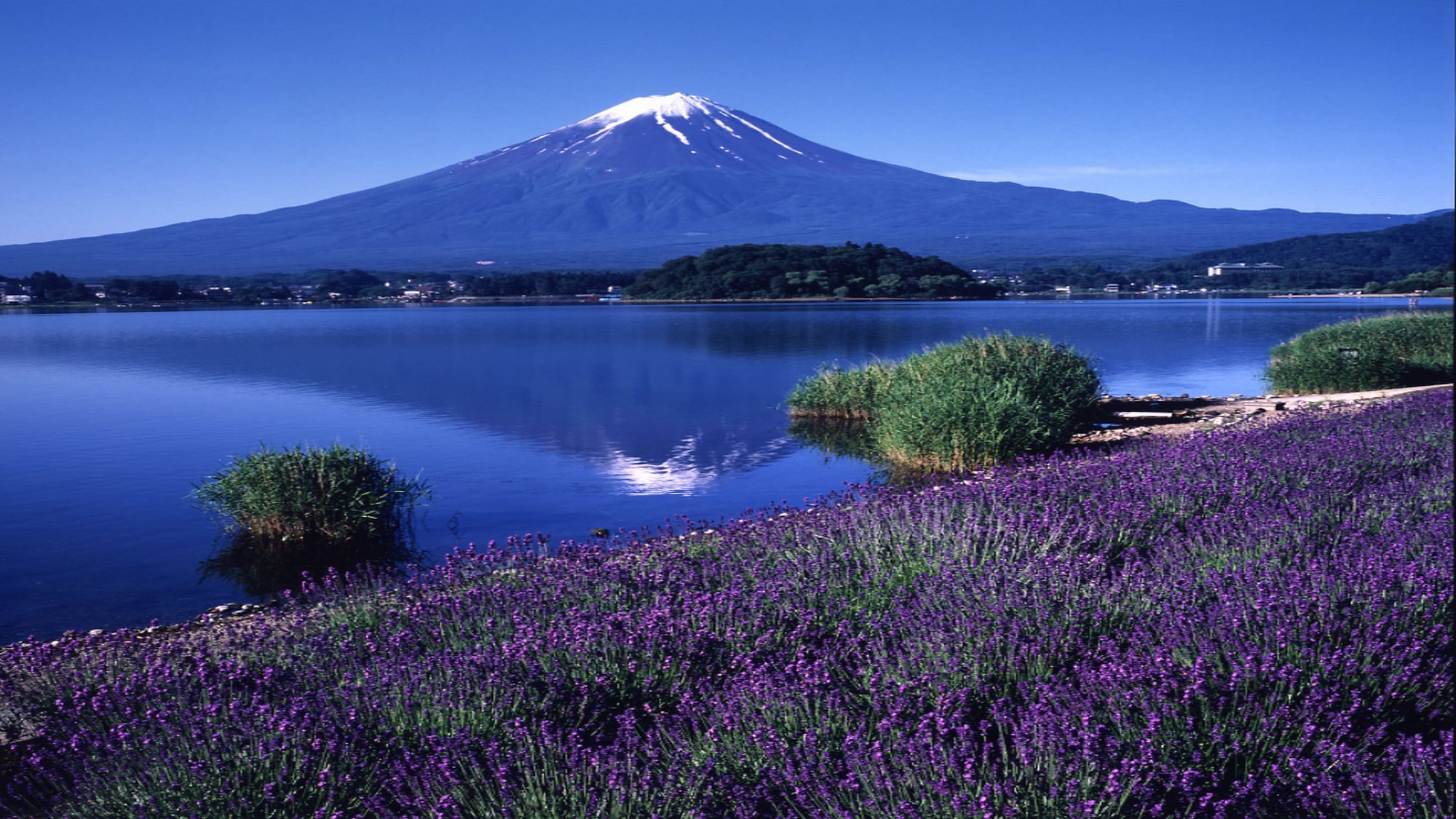 富士山と河口湖とラベンダー＜夏＞（写真提供：富士河口湖観光課）