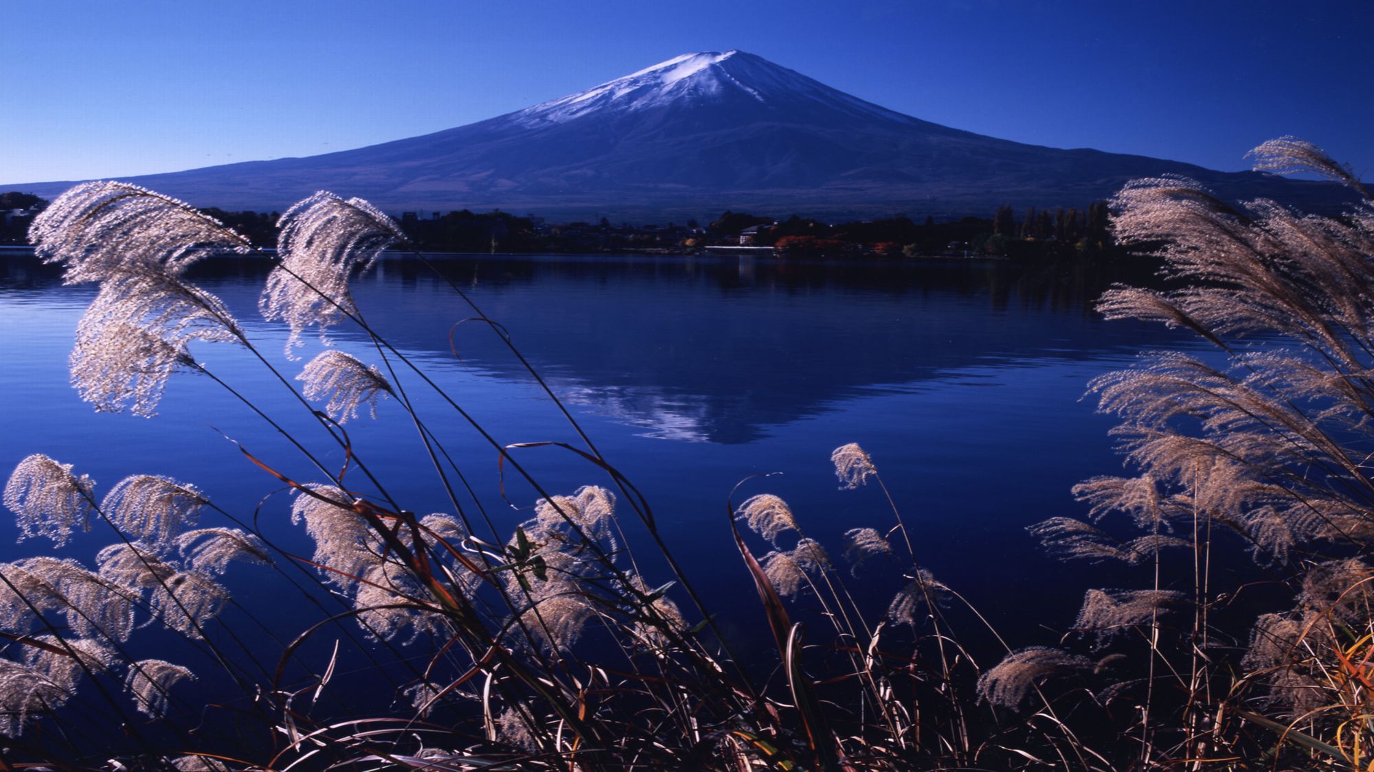 富士山と河口湖とすすき＜秋＞（写真提供：富士河口湖観光課）