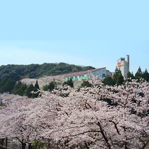 3月下旬頃〜4月上旬頃は近場にお花見名所がい〜っぱい♪当館も桜に包まれます彡