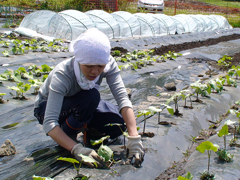 野菜作りに励むスタッフ