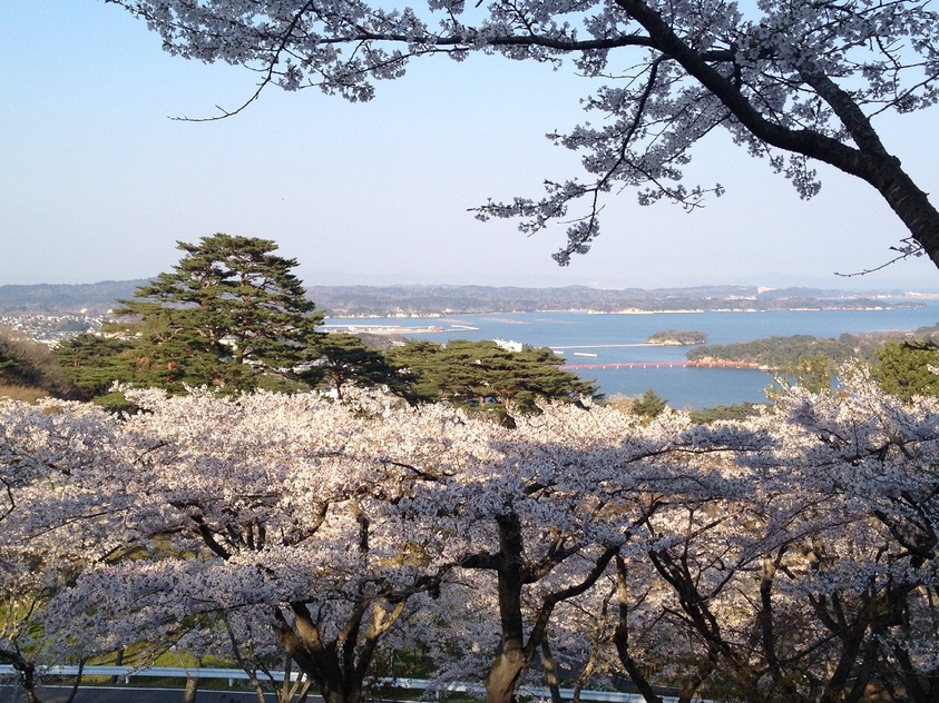 桜西行戻しの松公園