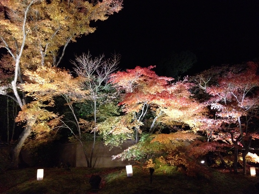 秋松島円通院紅葉ライトアップ