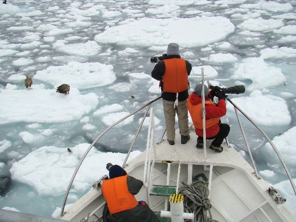 流氷の合間を突き進むクルーザー。羅臼は貴重な野鳥の宝庫です。