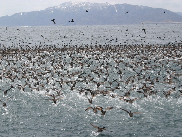 北方領土「国後島」をバックに現われるミズナギドリ。大群が一斉に飛び立つ姿はまさに圧巻！