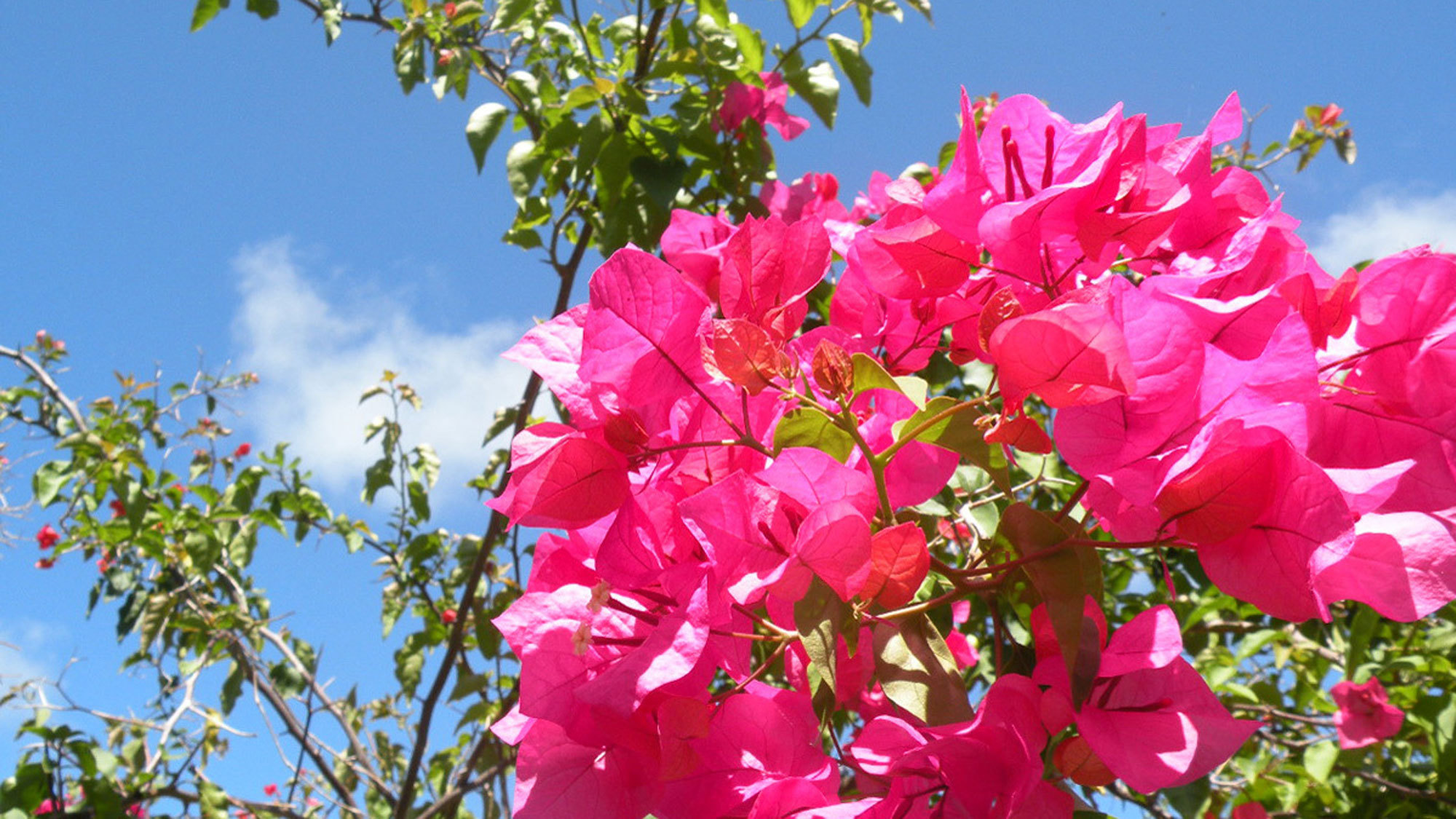 【鮮やかに咲くブーゲンビリア】１年中、色鮮やかな花々が島の風景を彩ります