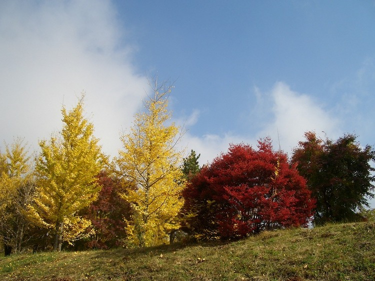 赤黄の木かわいいです。10月ですね。私たちのビレッジの入口の丘です。眺めていると、ここはどこなのか