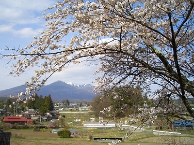 アルプスと枝垂れ桜4月半ばから5月半ばまでゆっくり楽しめます。