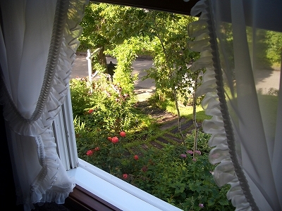 洋室ツインから庭を眺めました。バラは窓辺に咲き、南アルプスが白樺の向こうに。