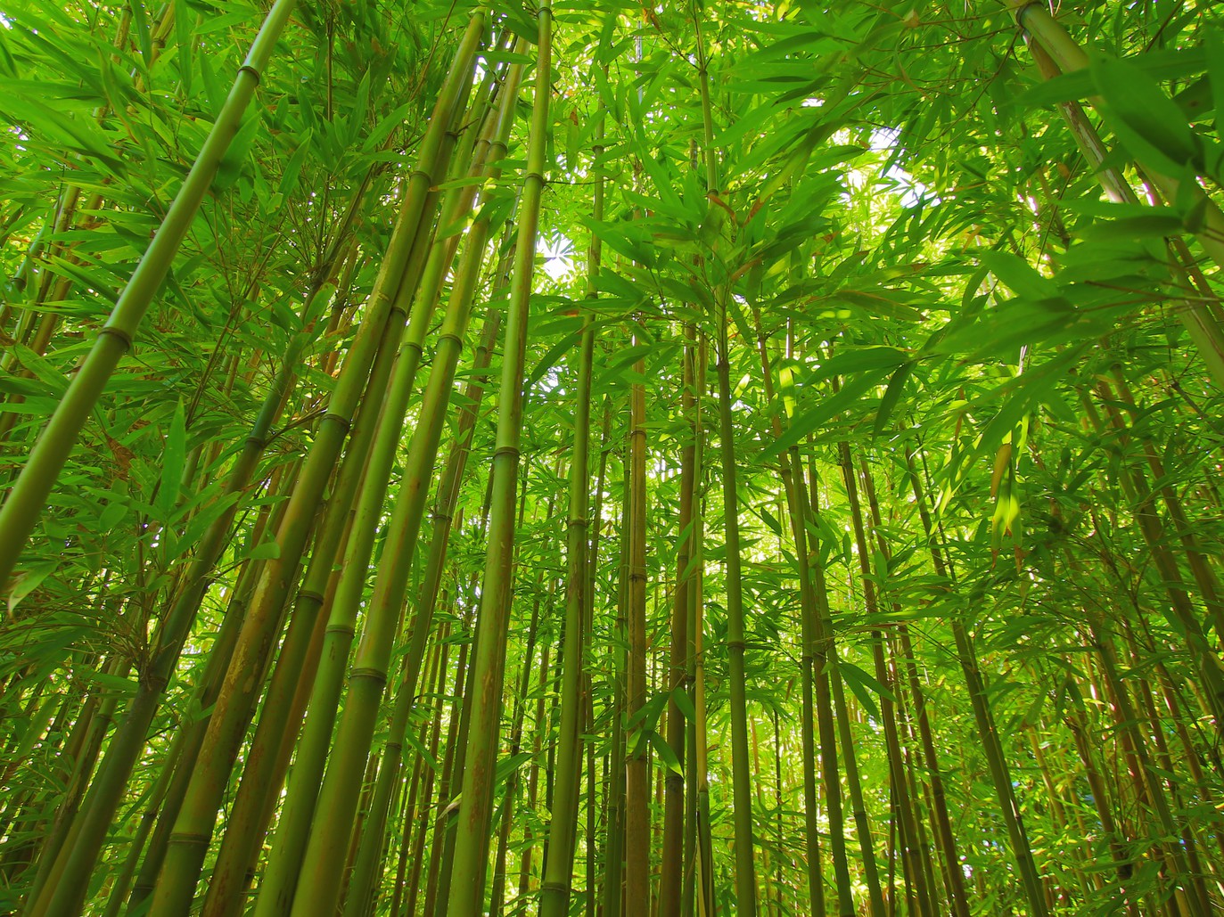 青々と茂る大名竹の竹林