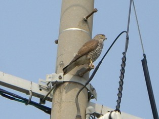 電柱で遠くを見ている鷹