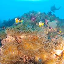 南伊豆の海中３