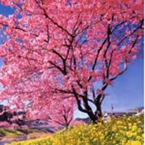 一足早い春の訪れ桜と菜の花