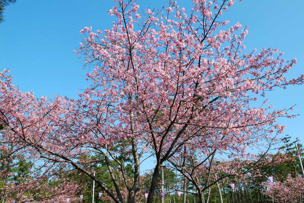 2月下旬がベスト白子桜