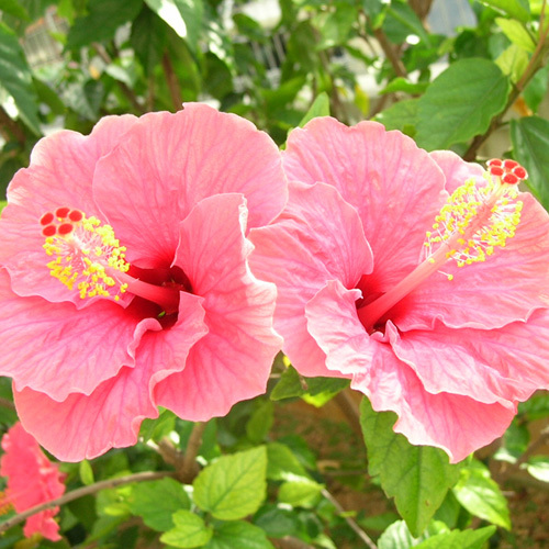  沖縄ならではの花々の景色をお楽しみ下さい。