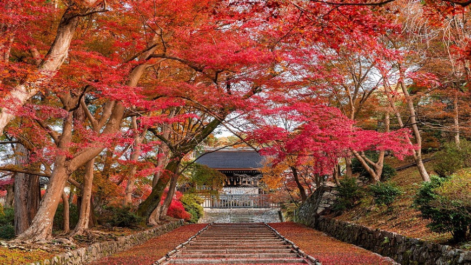 【毘沙門堂】秋の特別早朝拝観プラン