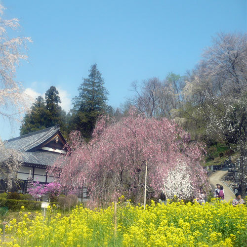 法善寺のしだれ桜（4月中旬頃）お車で約2〜3分