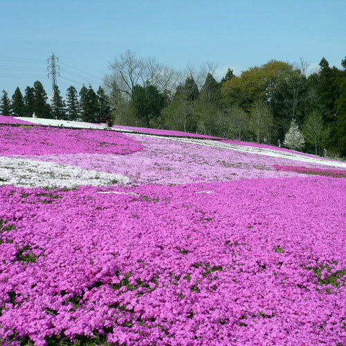 羊山公園の芝桜（4月下旬〜5月上旬）お車で約30分