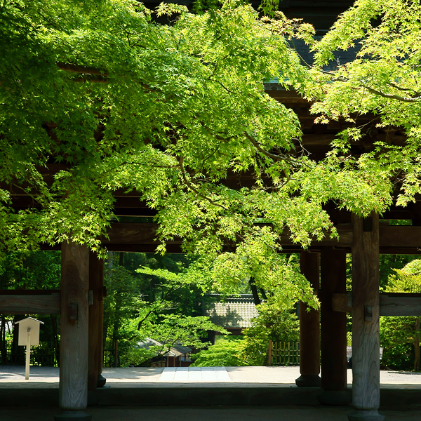 新緑が美しい円覚寺