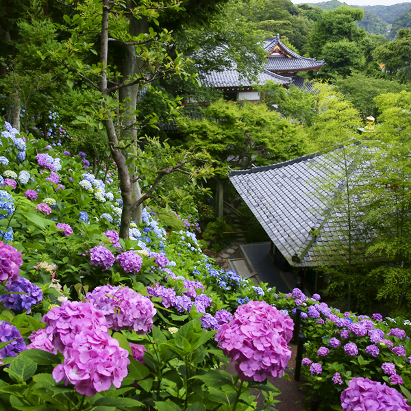 眺望散策路の紫陽花が美しい長谷寺