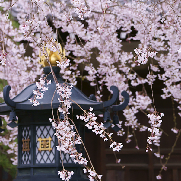 枝垂れ桜咲く本覚寺