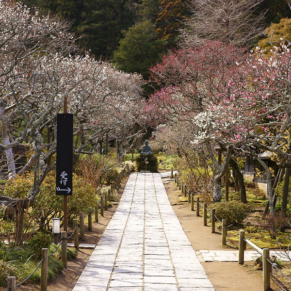 梅香る東慶寺