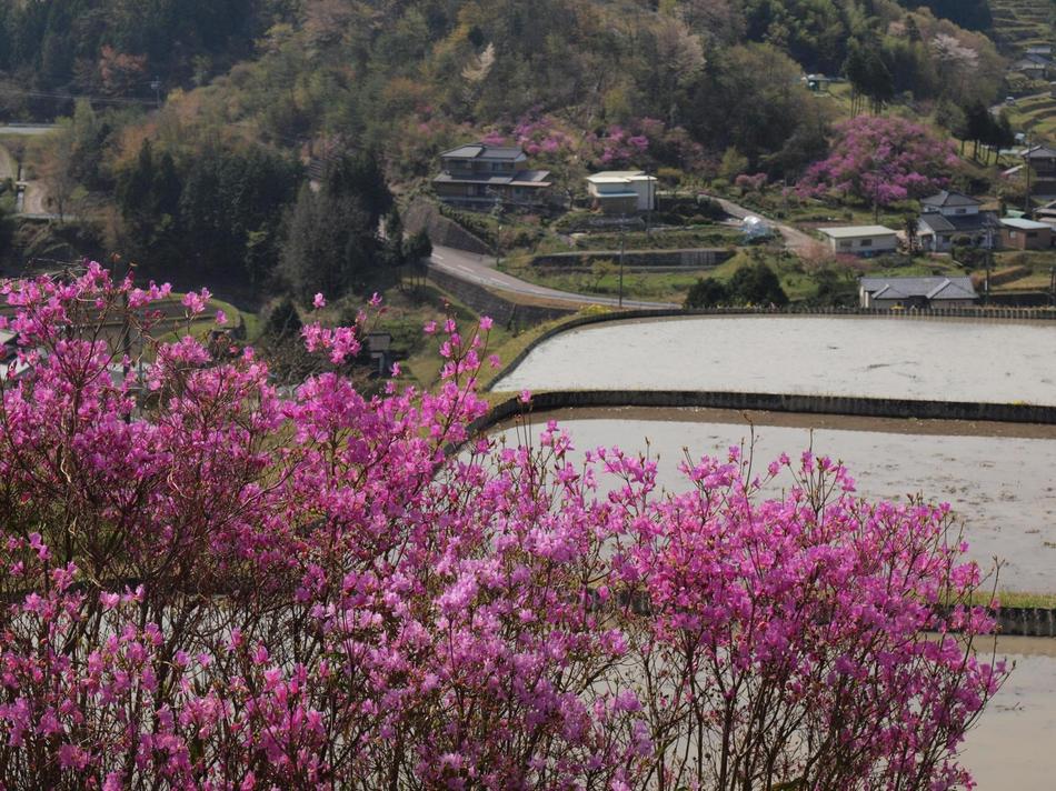 田