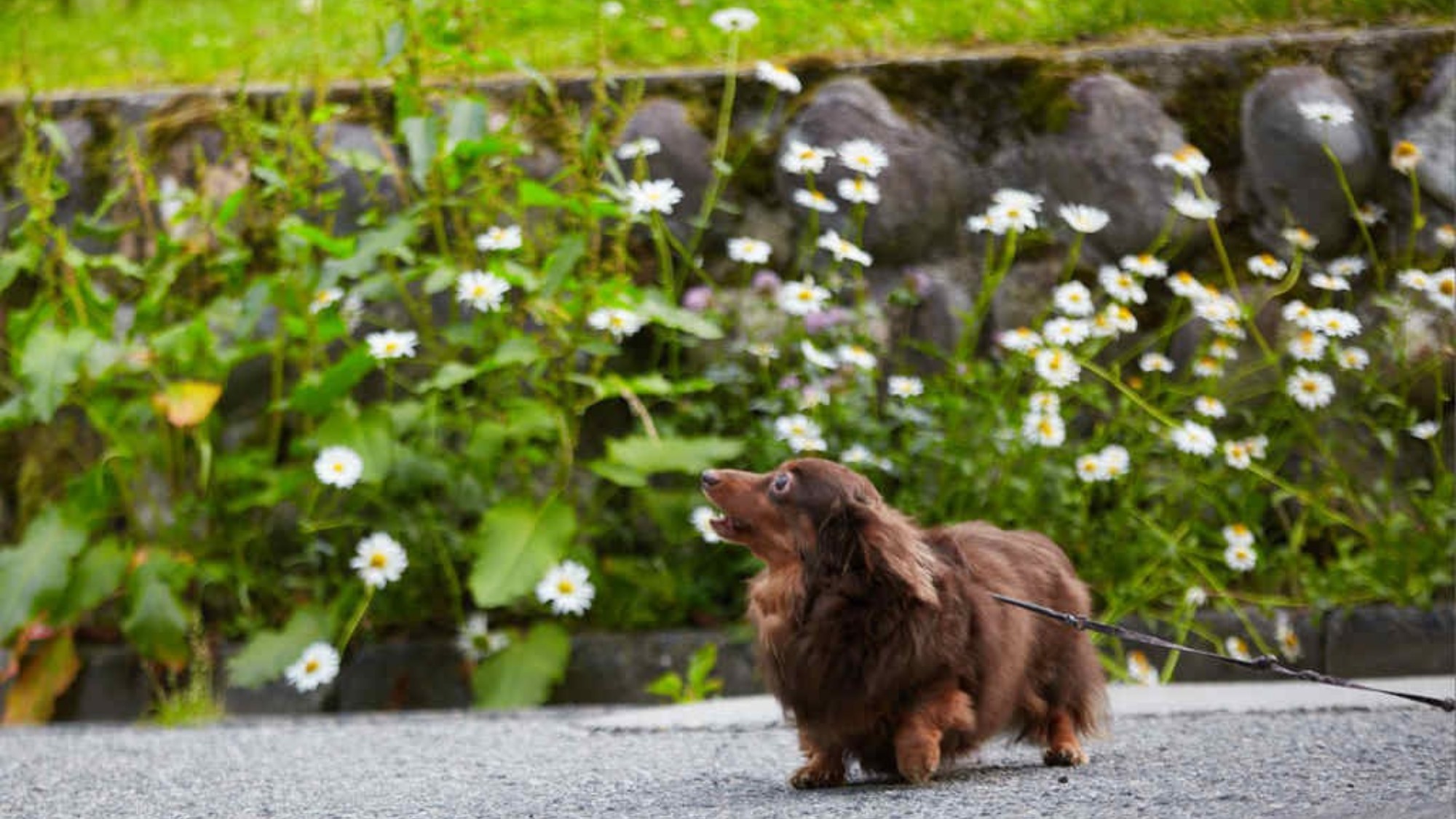 愛犬とお散歩