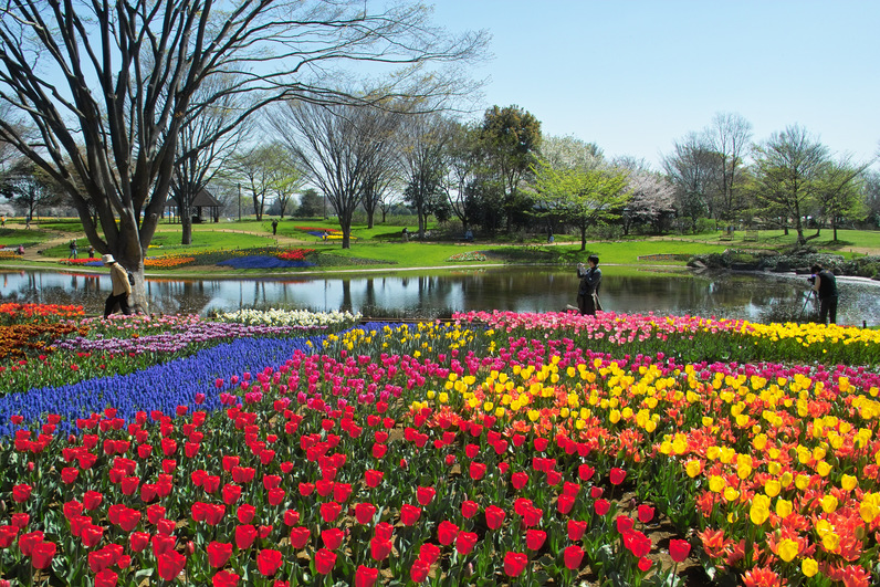 国営昭和記念公園