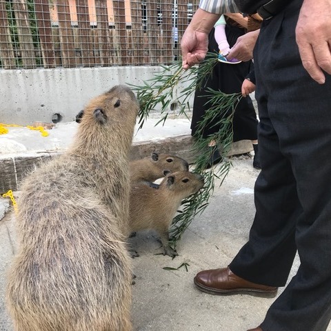 Kuapark Tsuda Kokumin Shukusha Image 3, Sanuki, Japan
