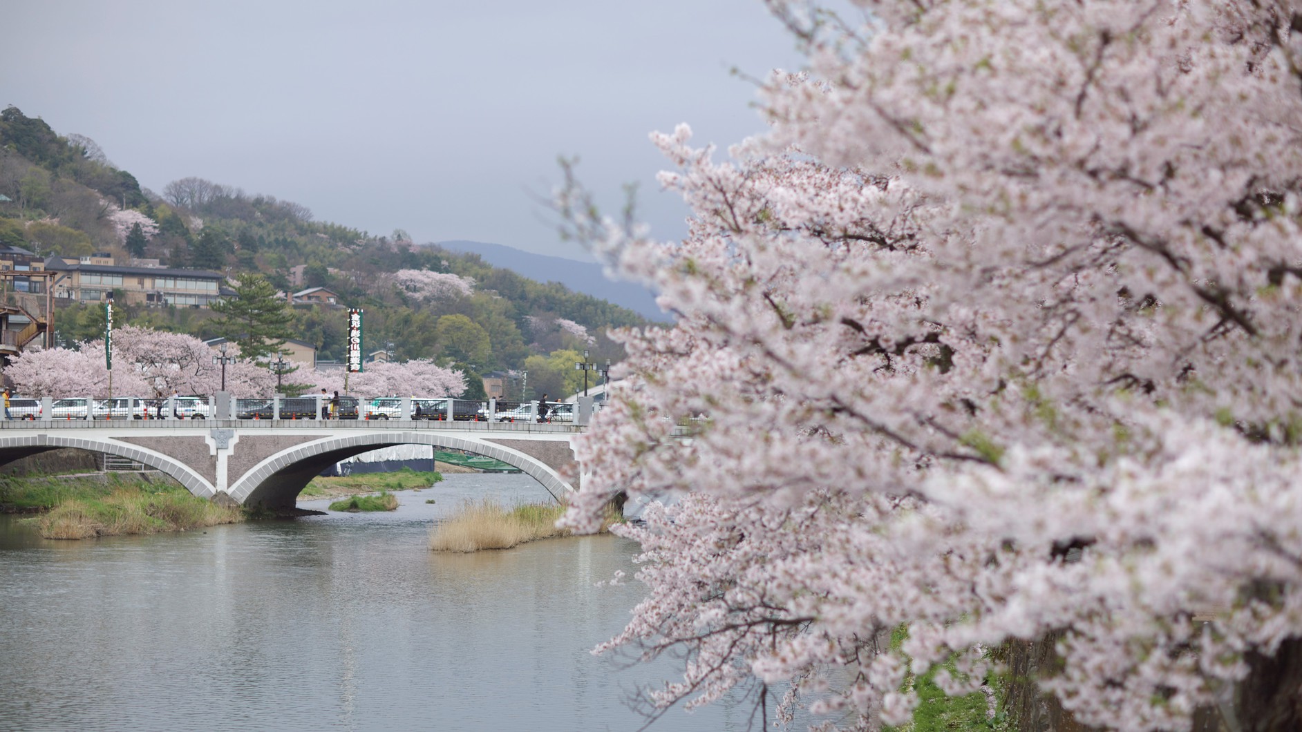 浅の川、桜