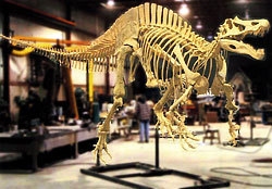 スピノサウルス科の骨格