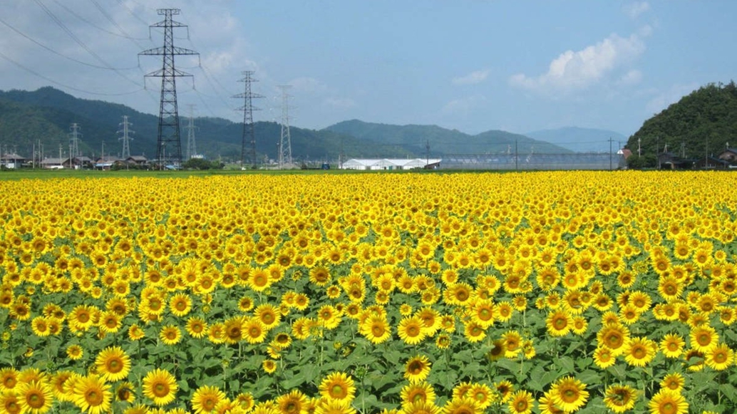 宮川のひまわり