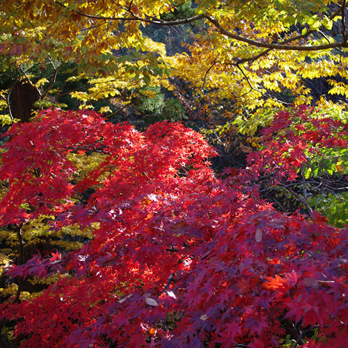 弥彦公園もみじ谷