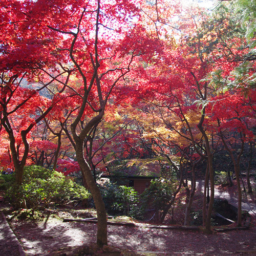 弥彦公園もみじ谷