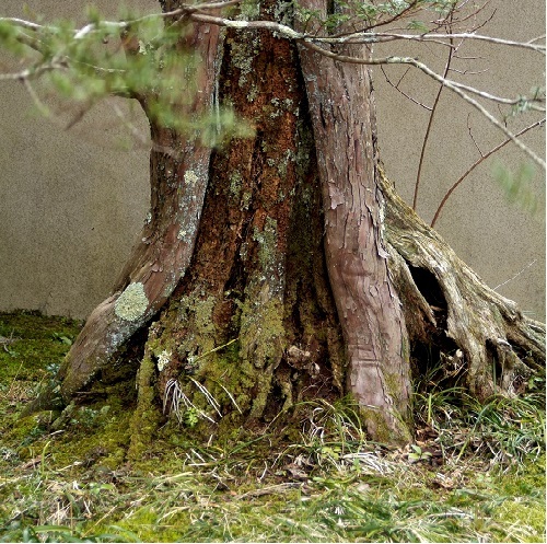 【いちいの樹】「いちい亭」は、邸内に一位の木があることから名づけられました。