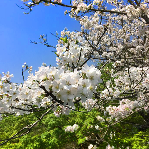 【庭園の風景】