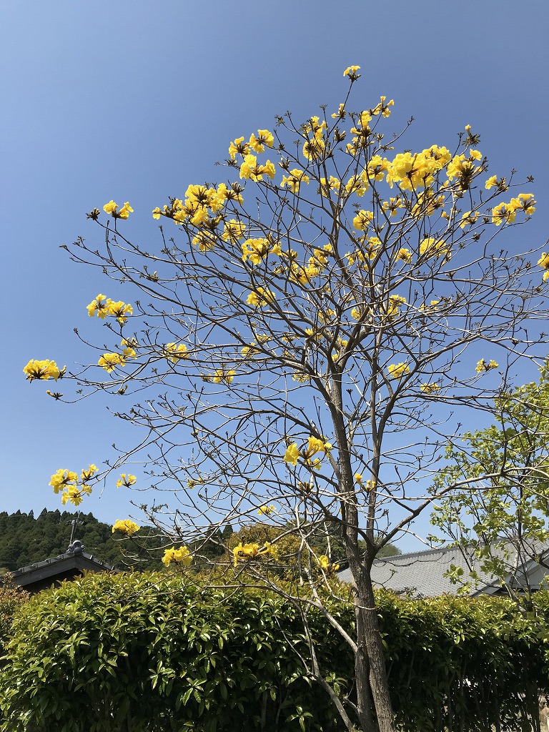 桜に１週間遅れて咲く南米原産の黄色い花イペー