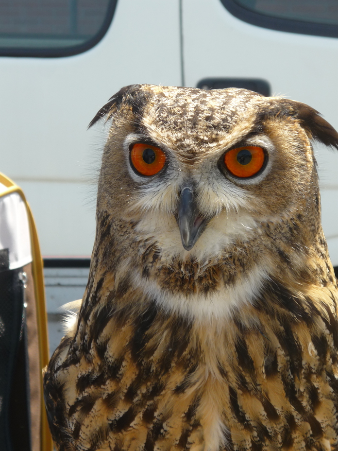Ikaho Onsen Oyado Katsuho Image 5, Shibukawa, Japan