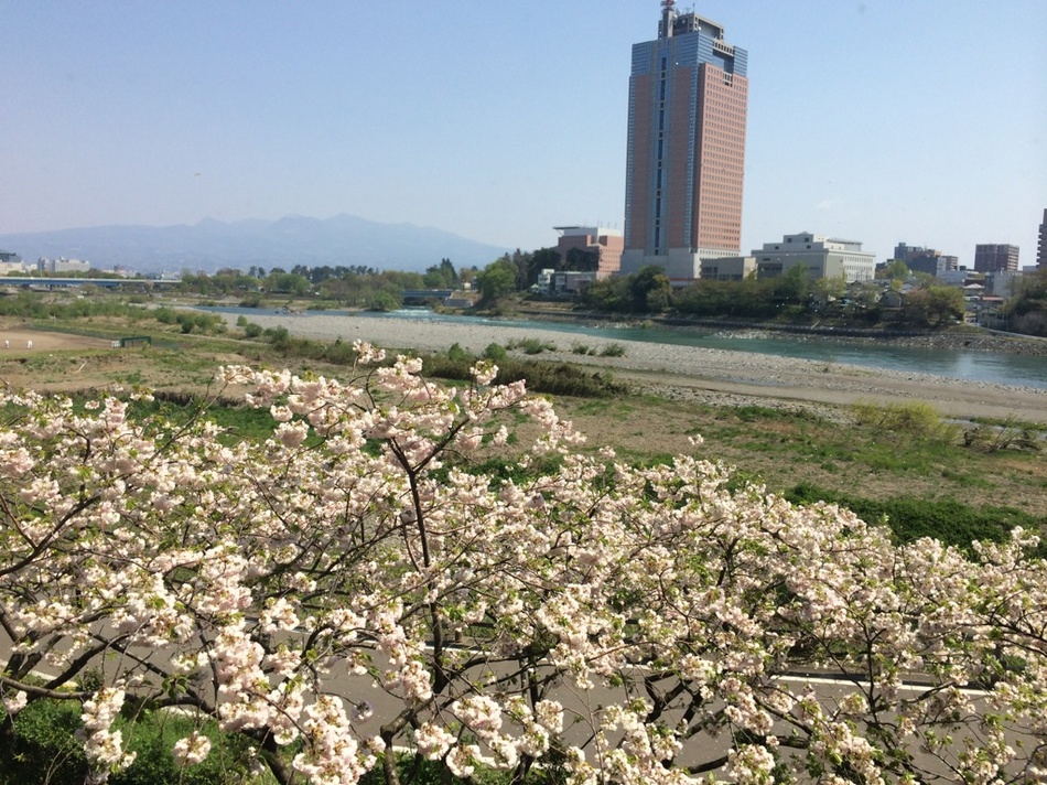 八重桜