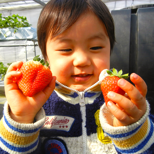 みんな大好きいちご狩り♪
