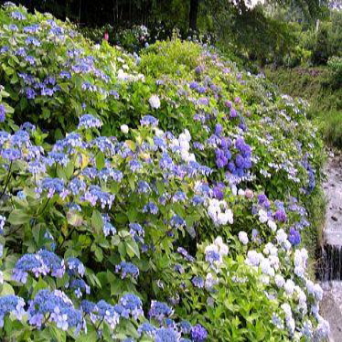 当館から車で約１０分【小野池あじさい公園】のあじさい