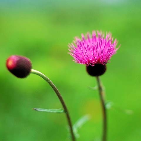 アザミの花