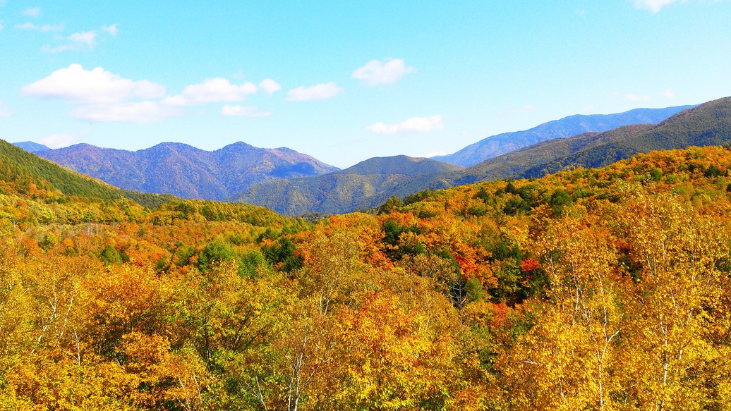 秋の乗鞍岳。黄色に染まる山々が美しく広がります