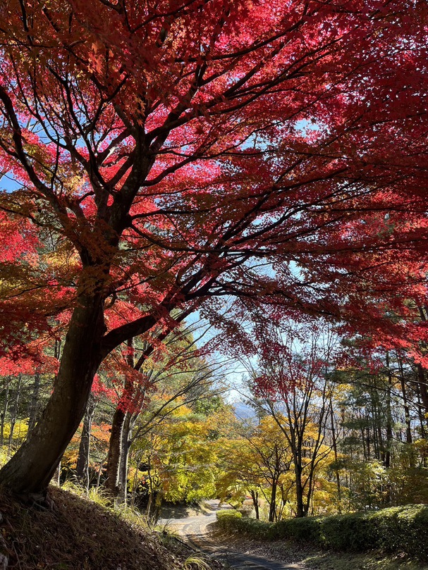 初穂カントリークラブ紅葉