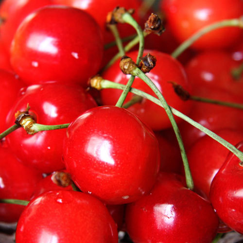 山形と言えばサクランボ狩り