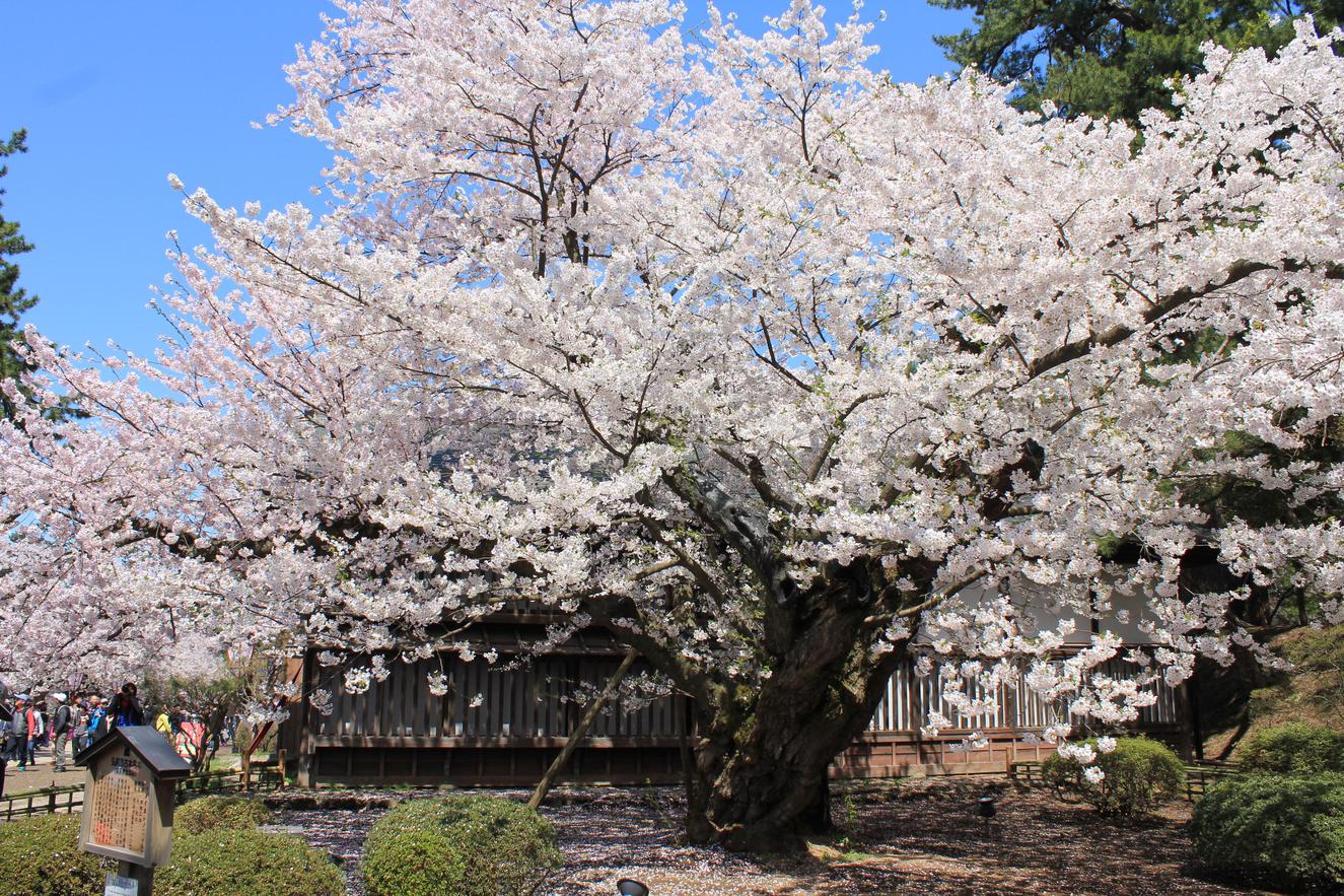【弘前市観光名所】弘前公園(桜祭り)