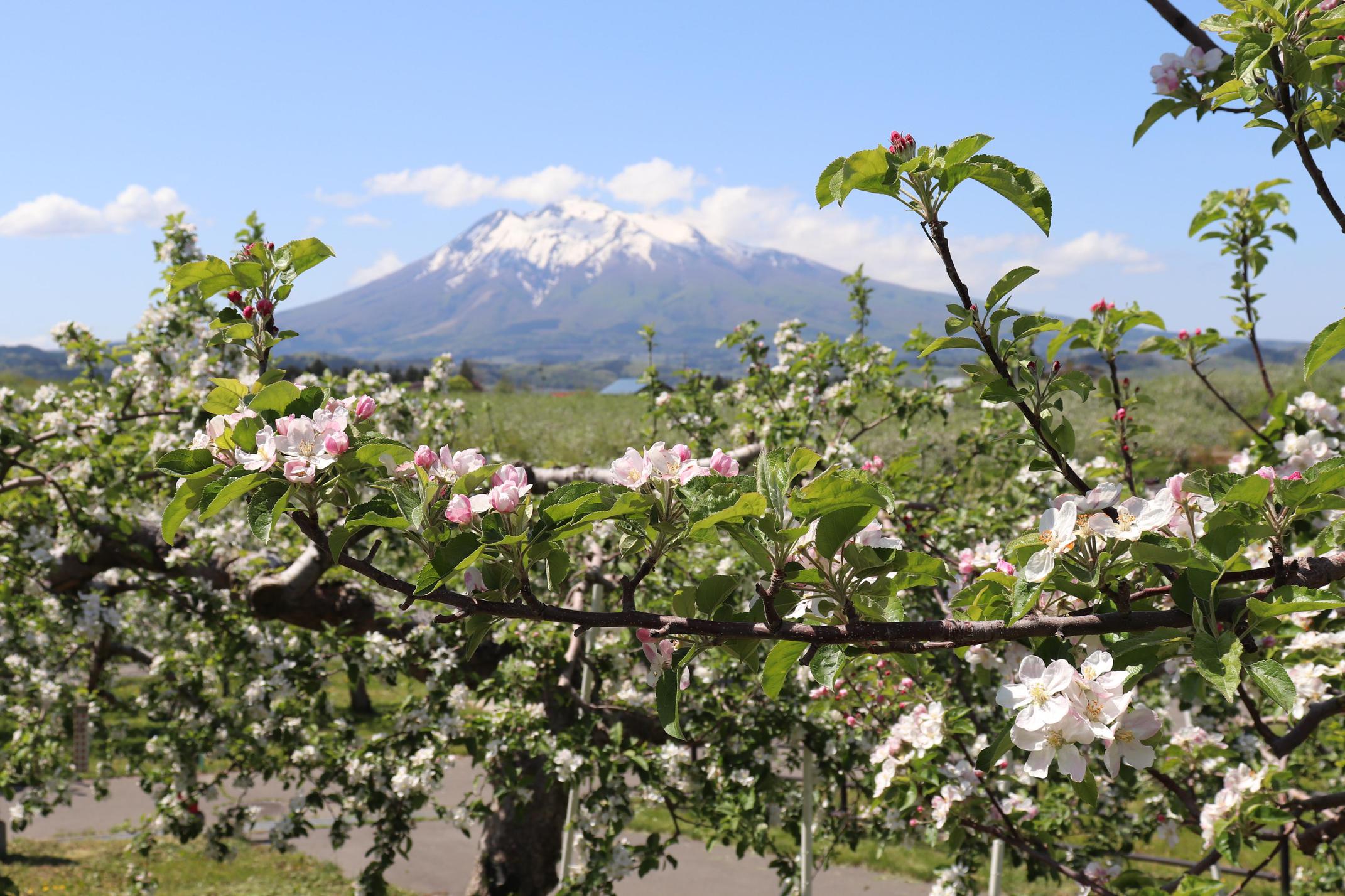 【弘前市観光名所】りんごの花と岩木山
