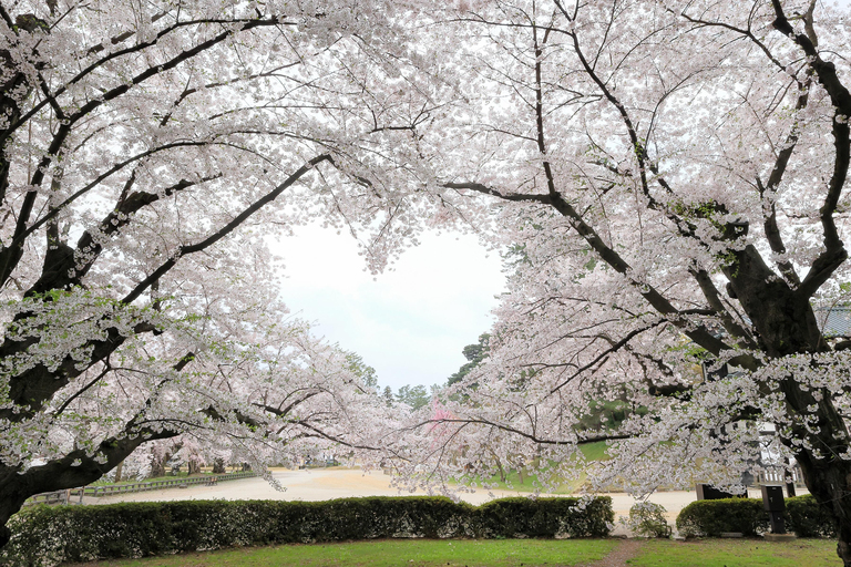 【弘前市観光名所】弘前公園(桜祭り)